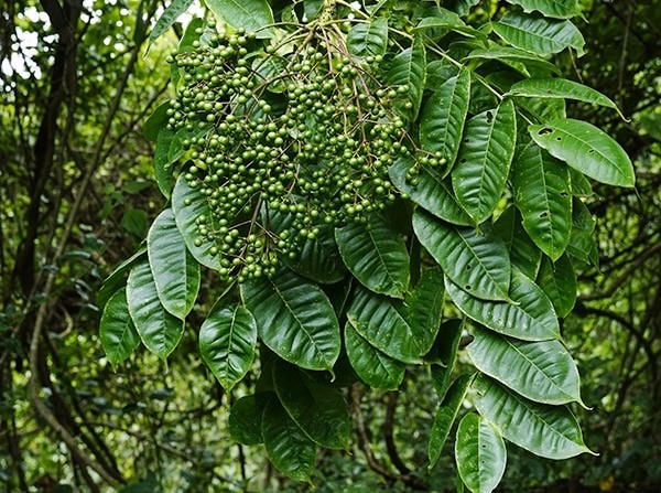 Mắc khén - Ông vua gia vị của núi rừng Tây Bắc