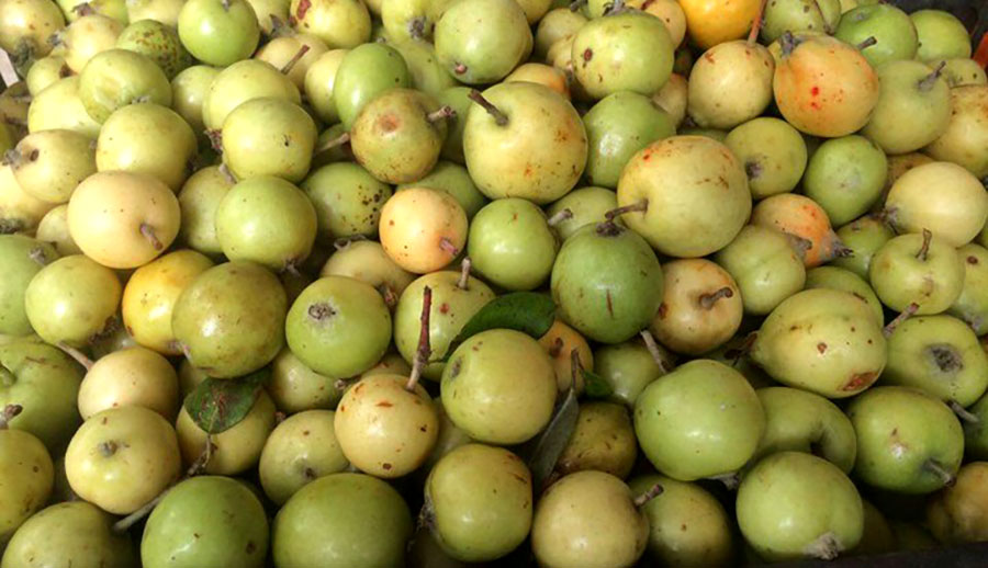 ![Hình ảnh những giỏ táo mèo vàng óng, hơi nám vỏ, được người dân tộc gùi trên lưng xuống chợ phiên]